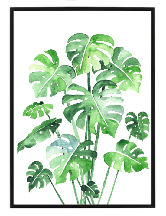 Monstera