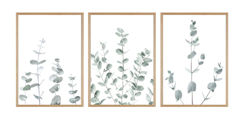 Eukalyptus set
