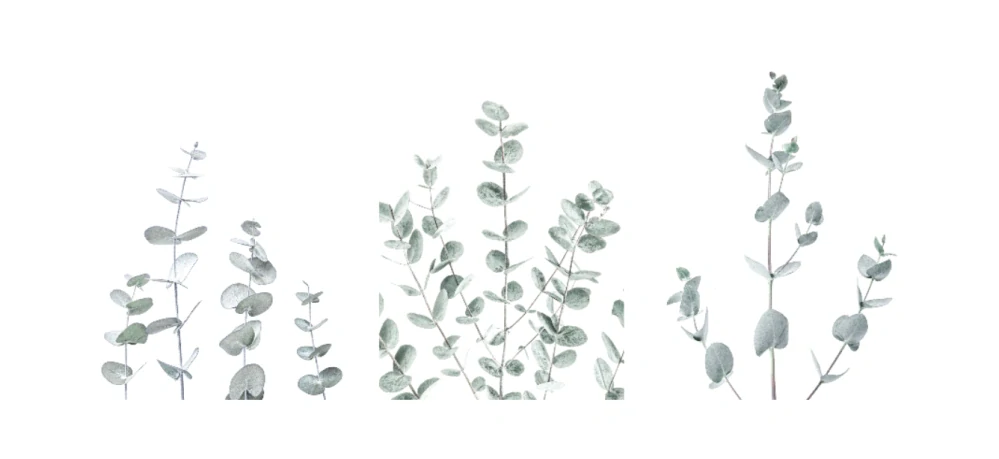 Eukalyptus set