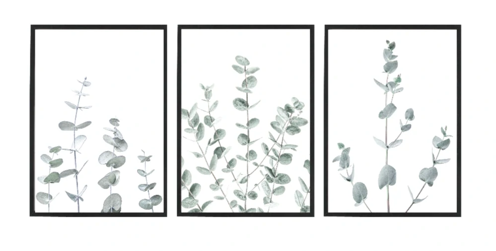 Eukalyptus set