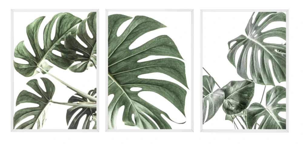 Monstera set