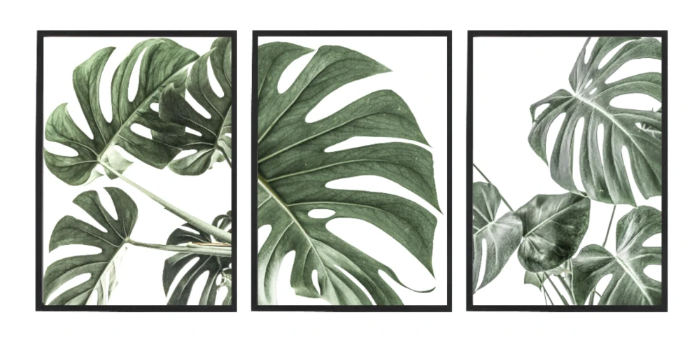 Monstera set