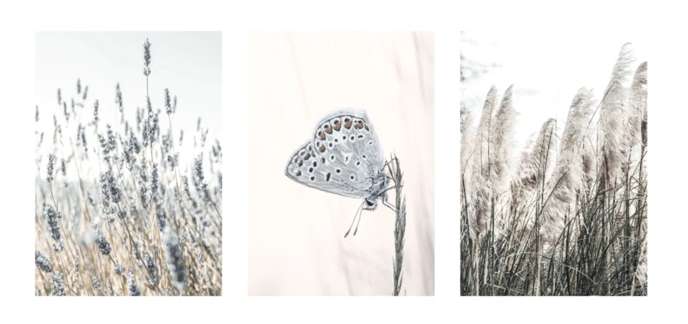 Butterfly set