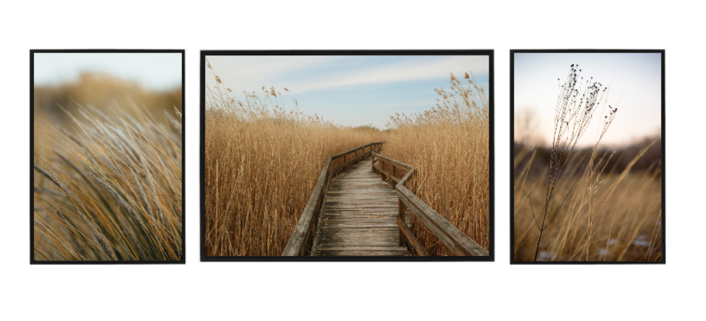 Set pampas