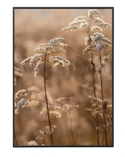 Dry grass N5