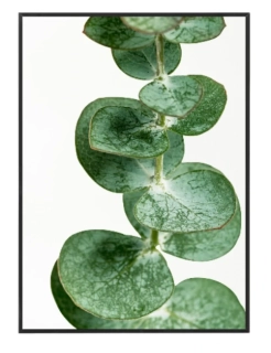 Eukalyptus