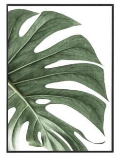 Monstera N2