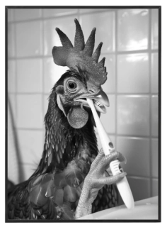 Ranní hygiena slepice