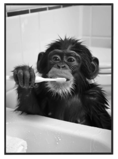 Ranní hygiena opice