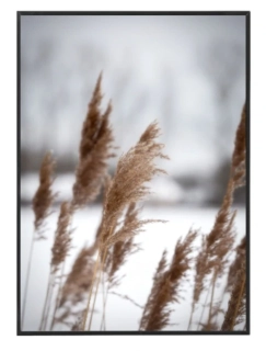 Dry grass Winter 