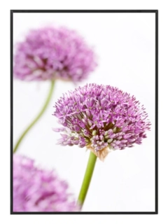 Allium