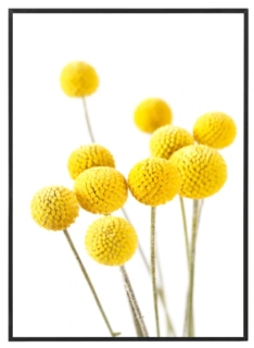 Craspedia Yellow 