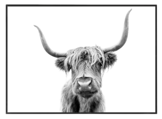 Highland cow