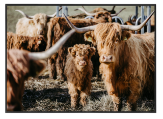 Highland cow N4