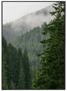 Dark green forest