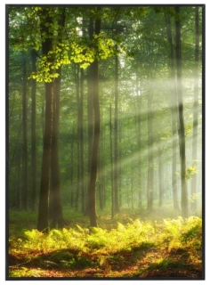 Forest and sun