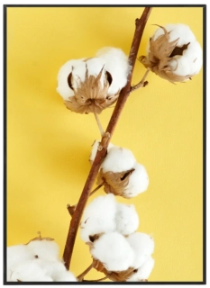 Cotton Yellow