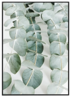 Eucalypt N°1