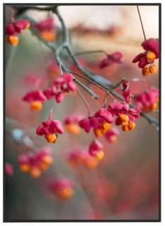 Euonymus europaeus