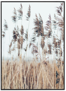 Dry reed N°1