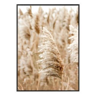 Dry grass