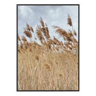 Dry grass N1