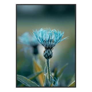 Něžná krása modré chrpy