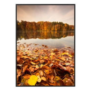 Listy na hladině jezera