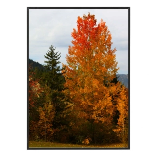 Stromy v ohnivých barvách