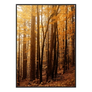 Les v barvách zlata