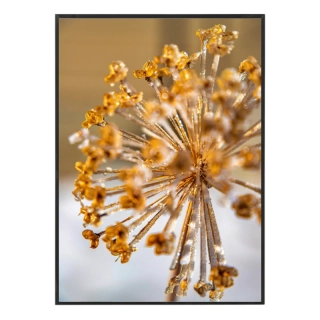 Dotek zimního slunce