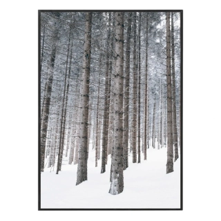 Kouzlo bílého lesa