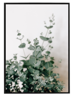 Eukalyptus