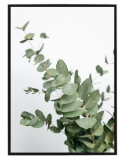 Eukalyptus 