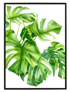 Monstera watercolor N2