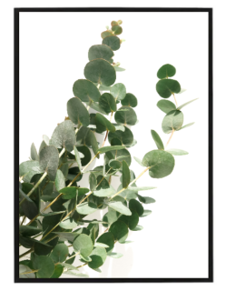 Eukalyptus