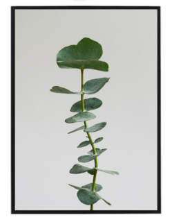 Eucalyptus