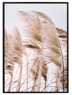 Dry pampas