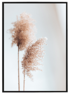 Dry reed