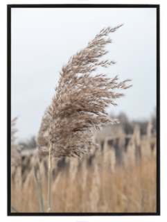 Dry reed N1