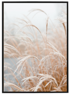 Reed winter