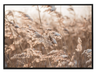 Dry reeds N2