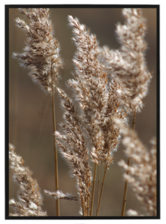 Dry grass N1