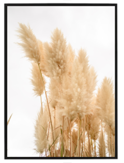 Pampas