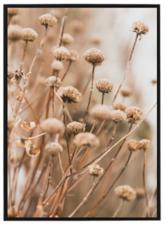 Beige grass
