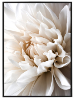 Creme flower peony