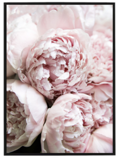 Pink peony