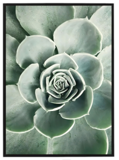 Succulent