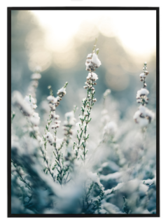 Rostlinky v zimě N1