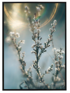 Rostlinky v zimě N2